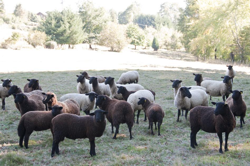 Cabanas Patagonia Lefun Pucón المظهر الخارجي الصورة