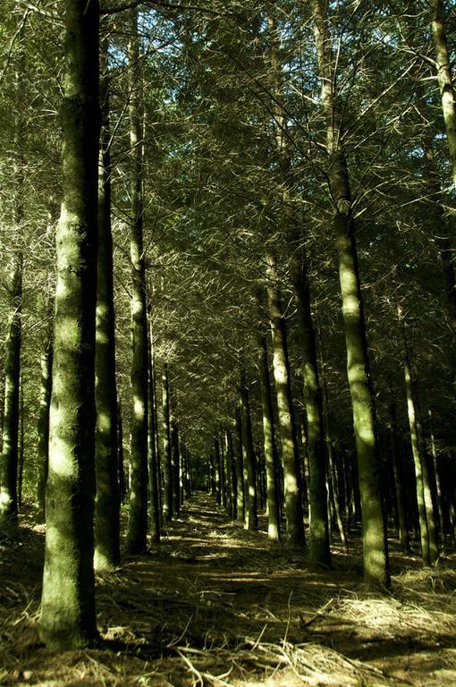 Cabanas Patagonia Lefun Pucón المظهر الخارجي الصورة